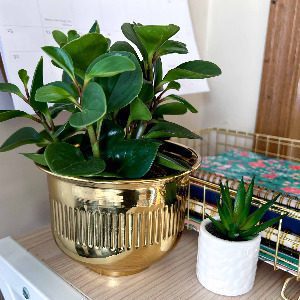 Upgrade your space with thrifted planter accessory 